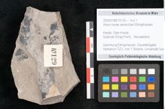 Foto (Objekt + Etikett) von Alnus novae zeelandiae Ettingshausen (NHMW-GEO-2024-0188-10129)